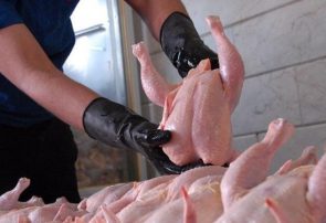 روزانه ۲٫۵ تن گوشت مرغ تازه به قیمت تنظیم بازار در کاشمر توزیع می‌شود