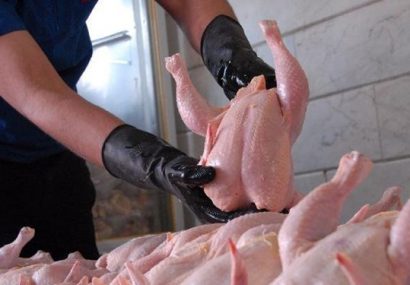 روزانه ۲٫۵ تن گوشت مرغ تازه به قیمت تنظیم بازار در کاشمر توزیع می‌شود