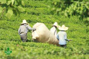 پرداخت ۵۸ درصدی بهای برگ سبز چای به چایکاران شمال کشور