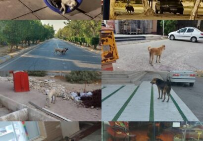 معضلی به نام سگ های ولگرد در شهرک بعثت و بی تفاوتی شهرداری چمران