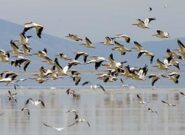 ایران میزبان ۵درصد از پرندگان مهاجر جهان است