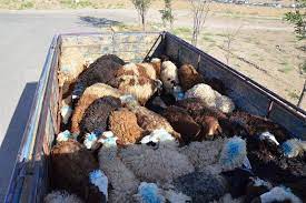 ۸۰ رأس گوسفند در كاشمر توفیف شد/ارزش احشام کشف شده بالغ بر ۴ میلیارد و ۸۰۰ میليون ريال برآورد شده