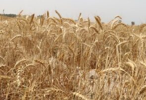 کشت ۵۵۰۰ هکتار گندم در مزارع آیشی واحدهای نیشکر