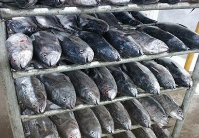 واحد انجماد و بسته بندی ماهی در مجتمع صنعتی گوشت سامیان اردبیل راه اندازی خواهد شد